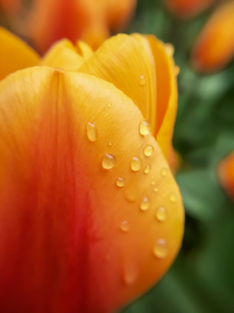 Фотография автора Светлана Дунаева