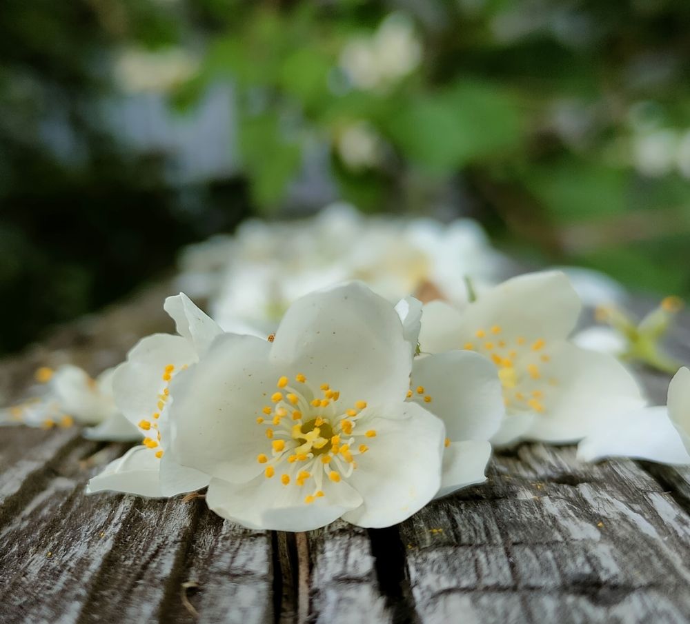 Фотография автора Светлана Смирнова
