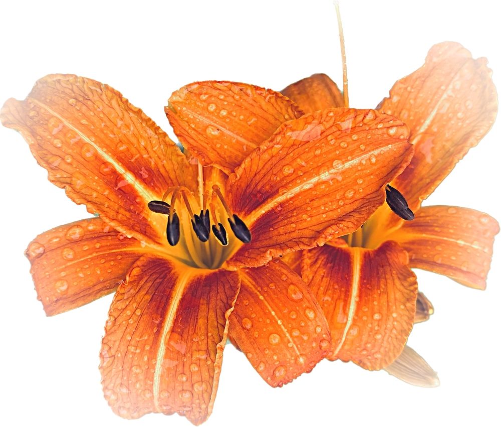 Фотография автора Кирилл Рожнов