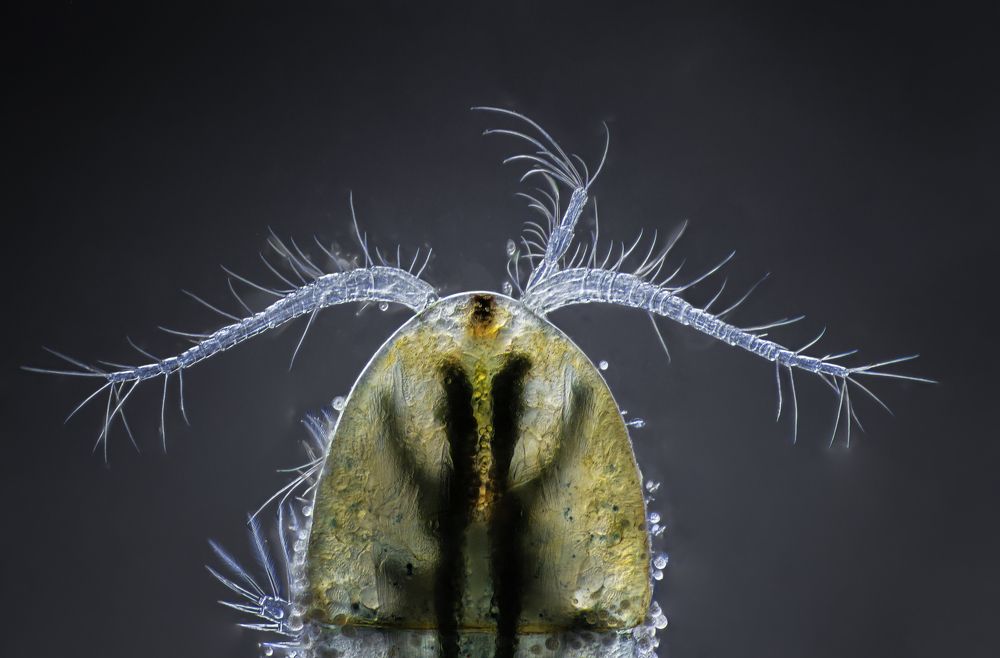 Copepod