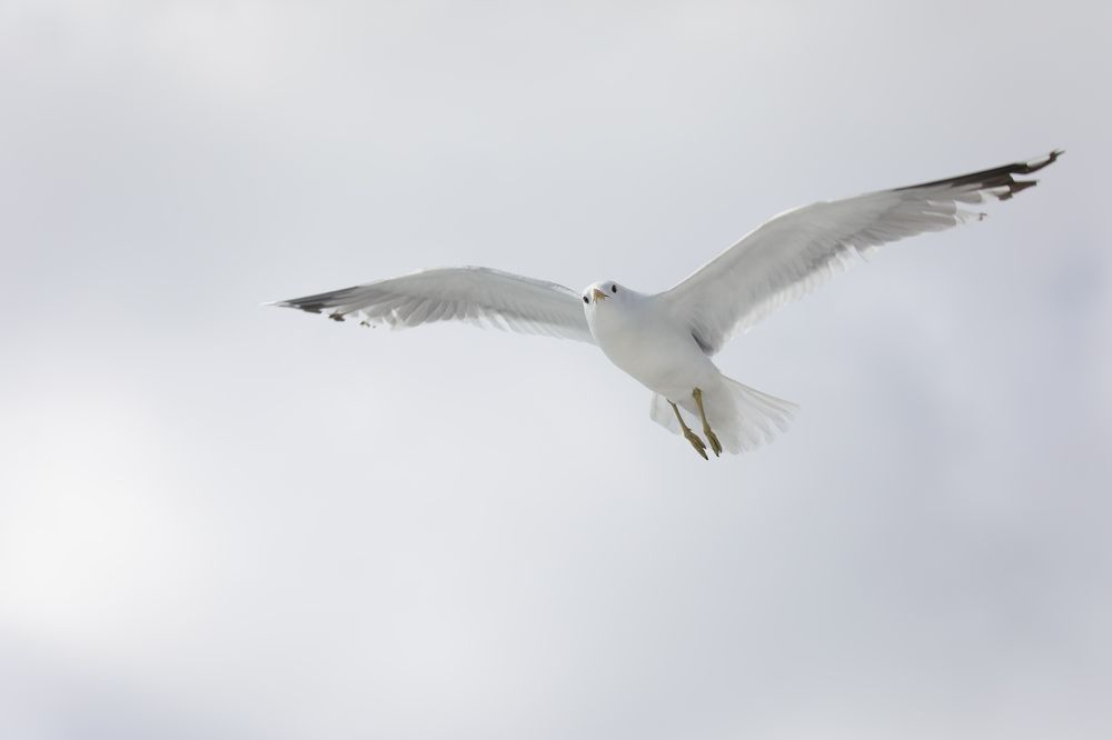 Photograph by Владимир Грибков