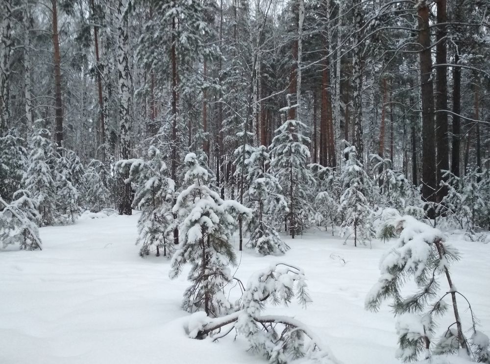 Photograph by Баженова Наталья