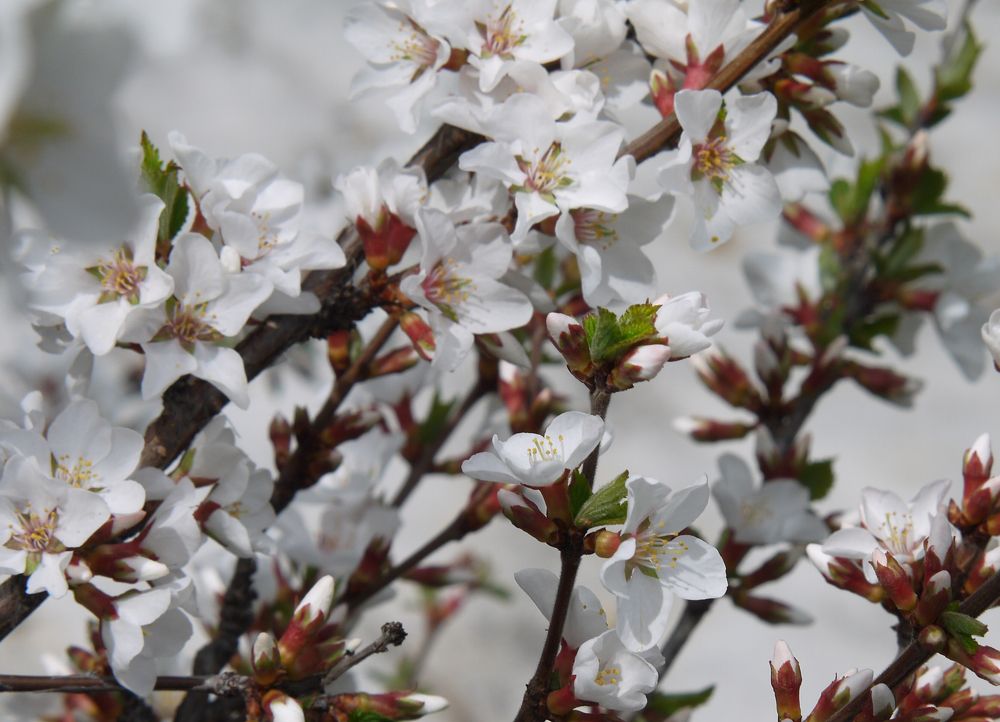 Photograph by Баженова Наталья