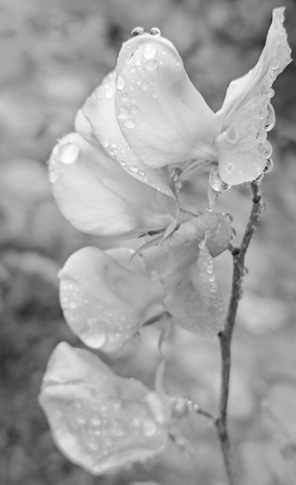 Photograph by Анна Виноградова