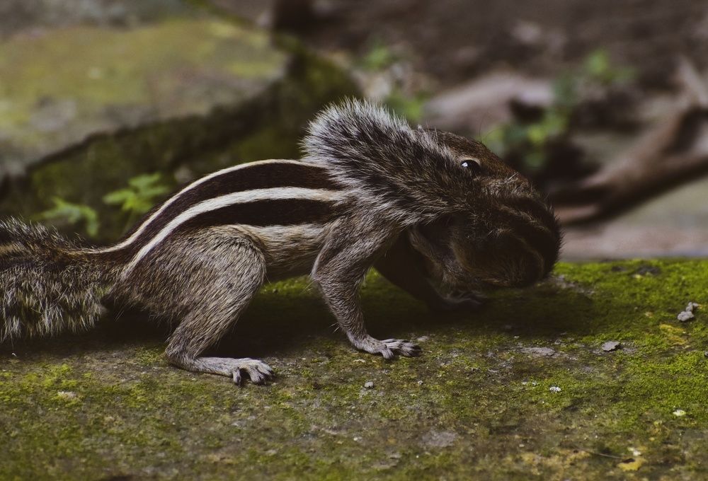 Photograph by Ankan De