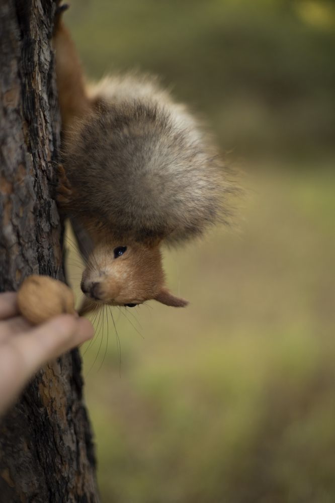 Фотография автора Тамара Чибисова