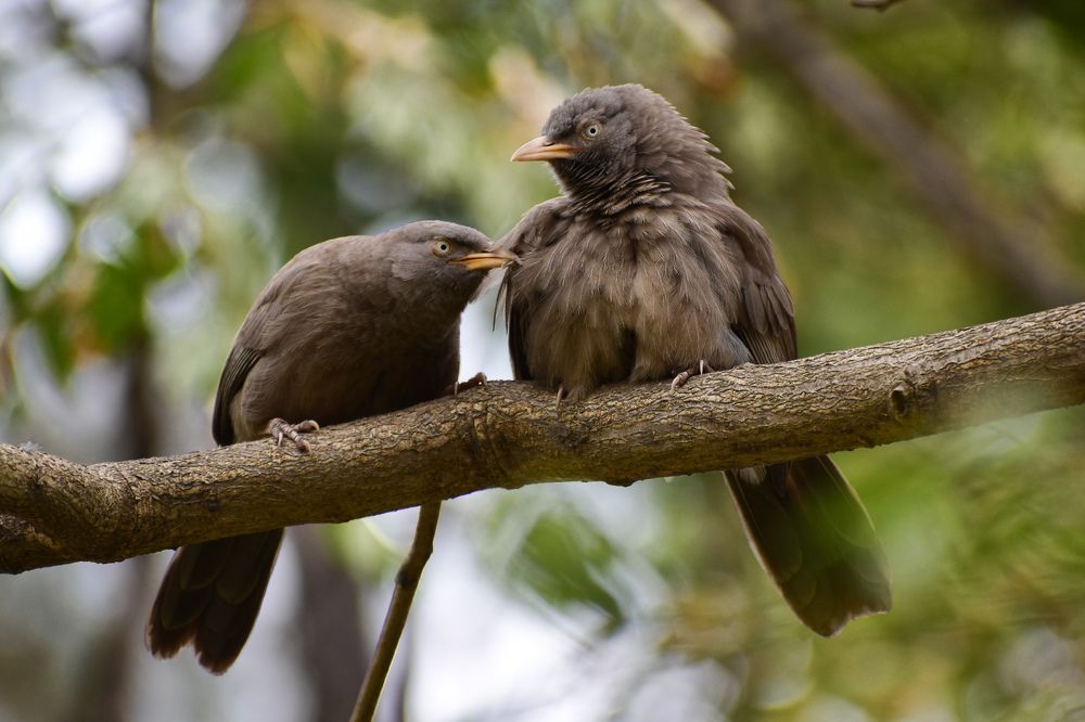 Photograph by Ankan De