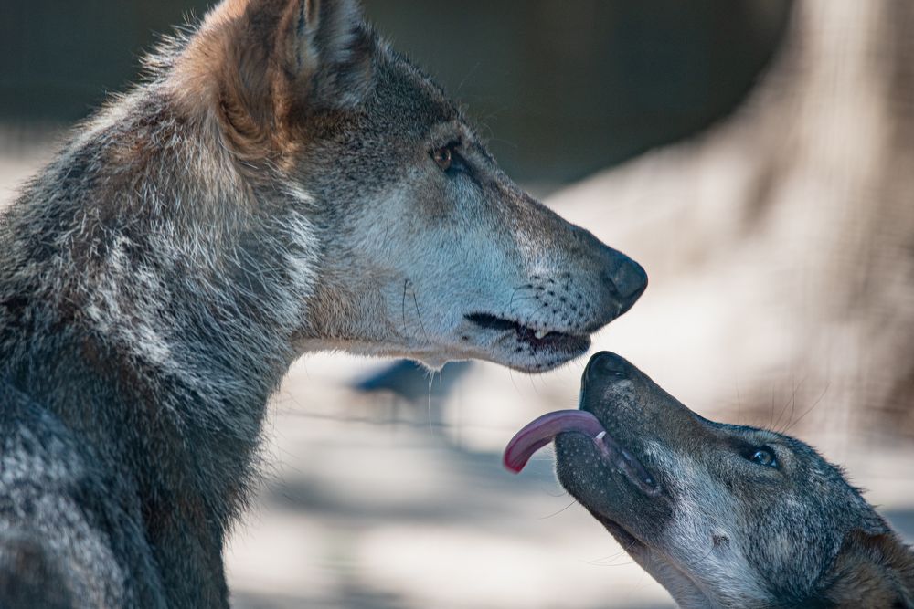 Фотография автора Елена Караилиева