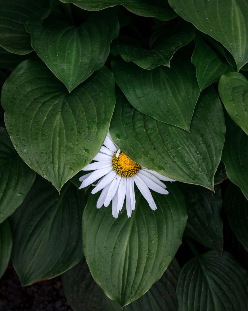 Photograph by Mikhail