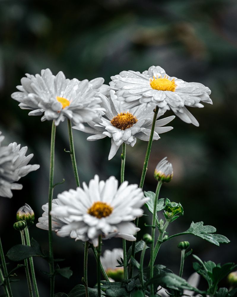 Photograph by Mikhail