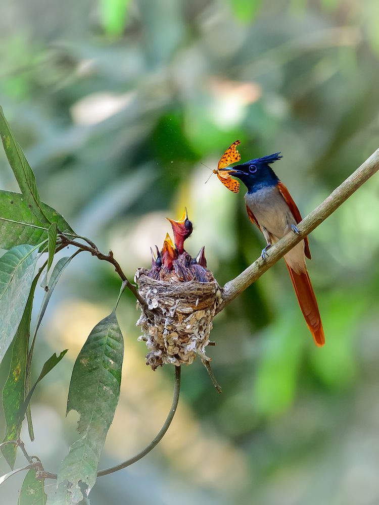 Photograph by Irene Chattopadhyay