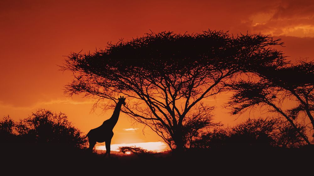 Photograph by Lara Iris