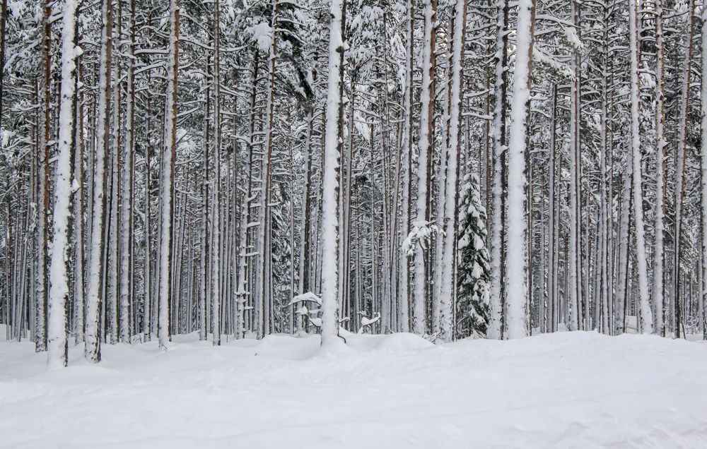 Photograph by Игорь Кутний