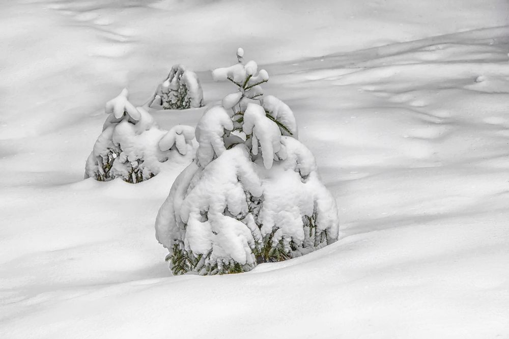 Photograph by Клясюк Галина