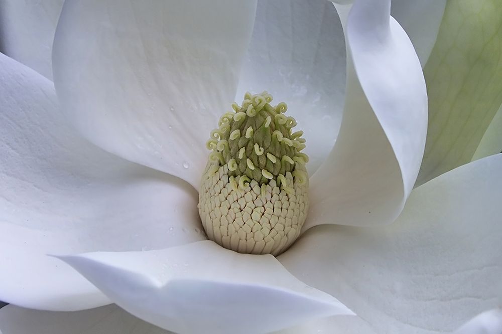 Photograph by Клясюк Галина