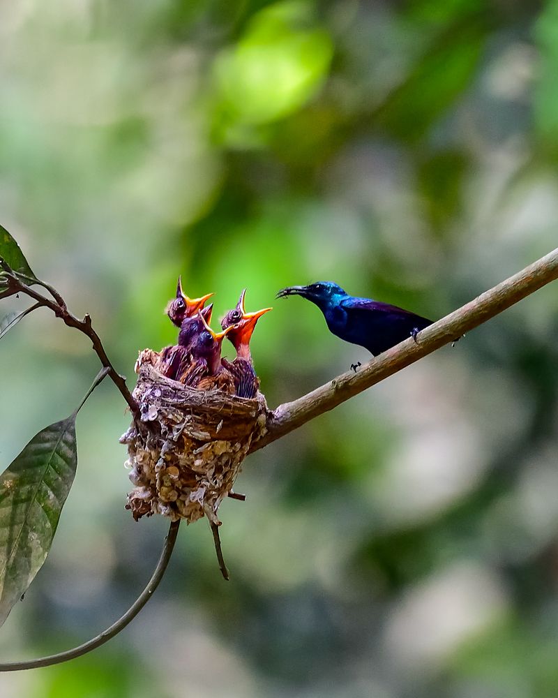 Photograph by Irene Chattopadhyay