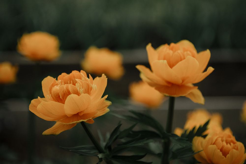 Photograph by Анна Ушакова