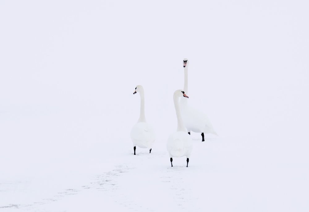 Photograph by Olga Asson