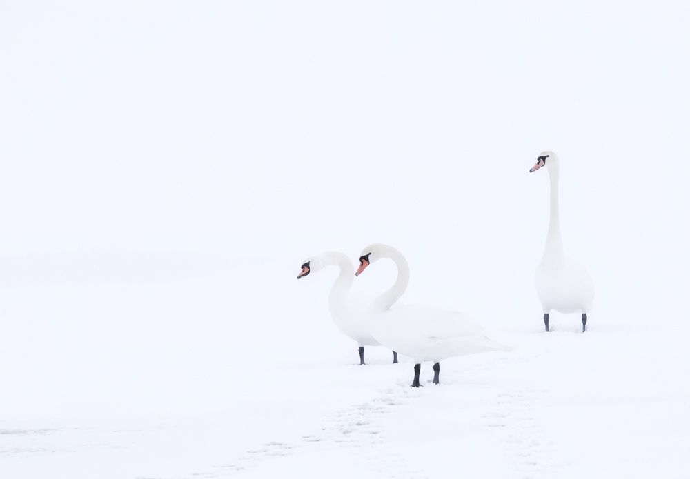 Photograph by Olga Asson