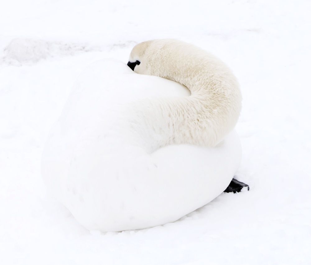 Photograph by Olga Asson