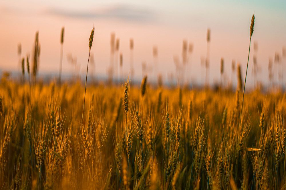 Золотая нива