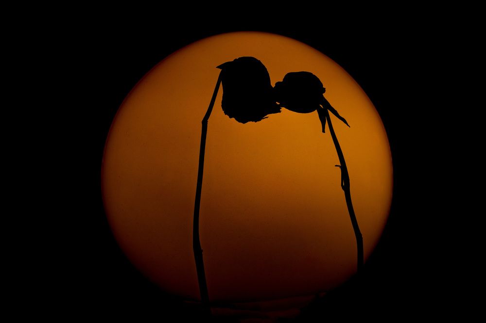 Photograph by Виктория   Никонова