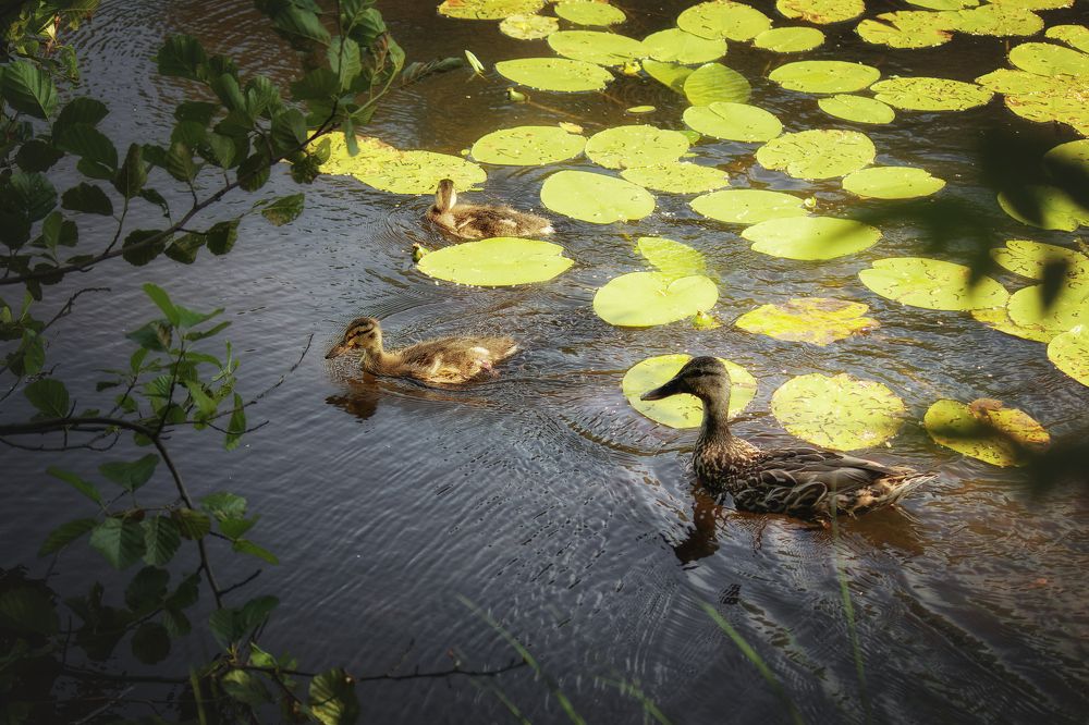 Photograph by Андрей Соколов