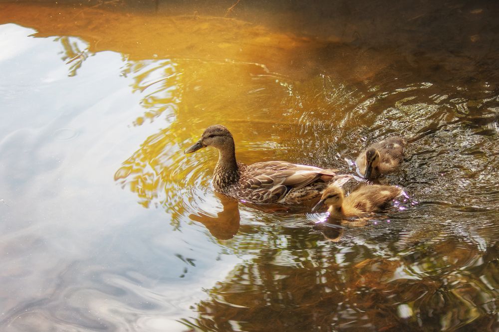 Photograph by Андрей Соколов