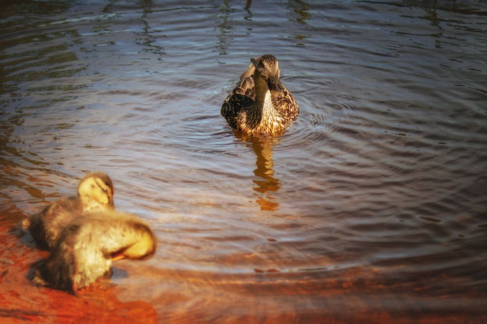 Photograph by Андрей Соколов