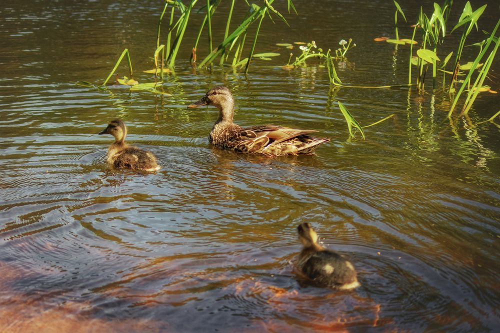 Photograph by Андрей Соколов