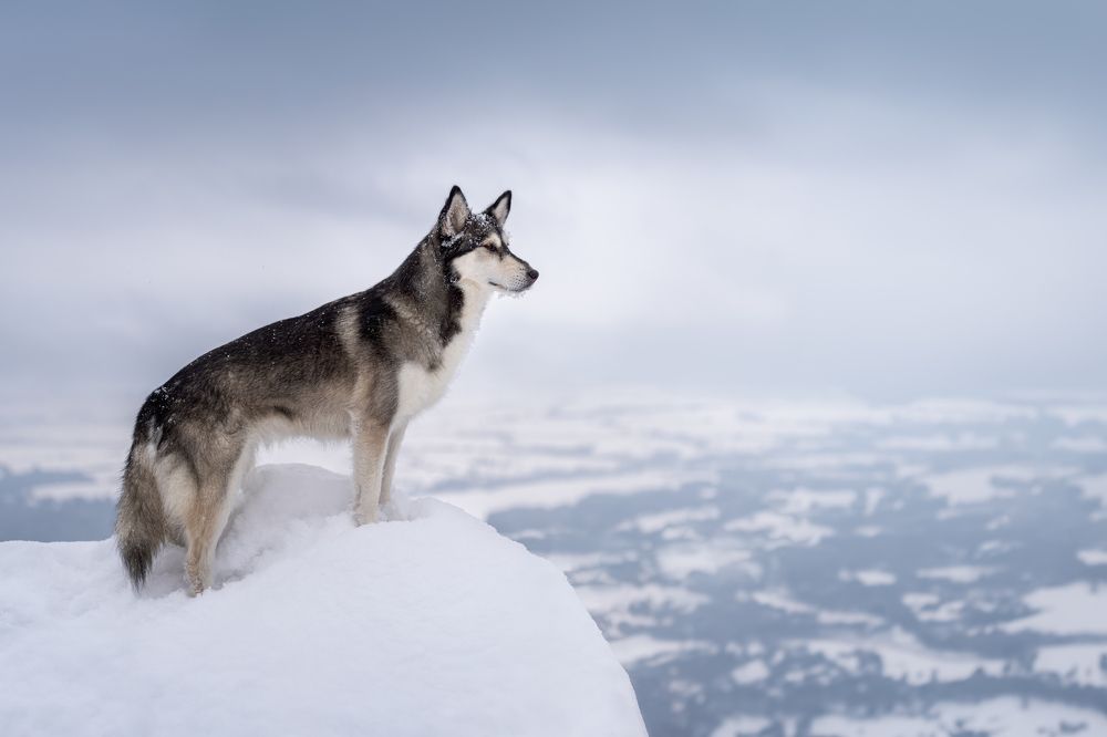 Фотография автора Krisztián Csalami