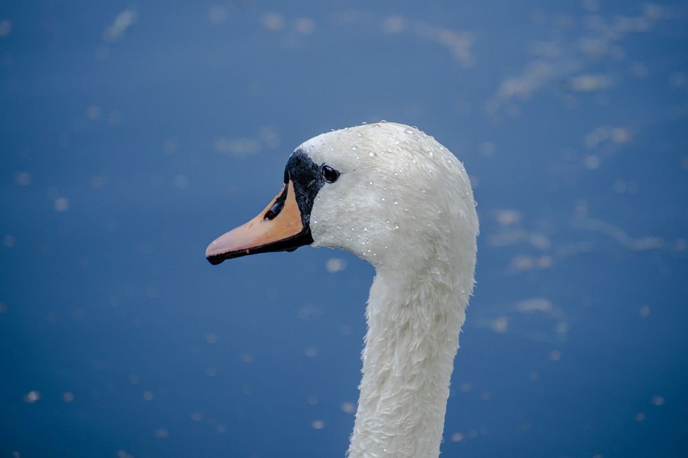 Photograph by Оксана Губанова