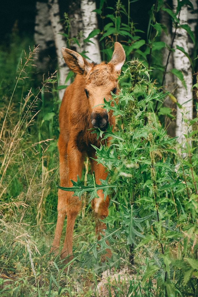 Photograph by Королева Екатерина