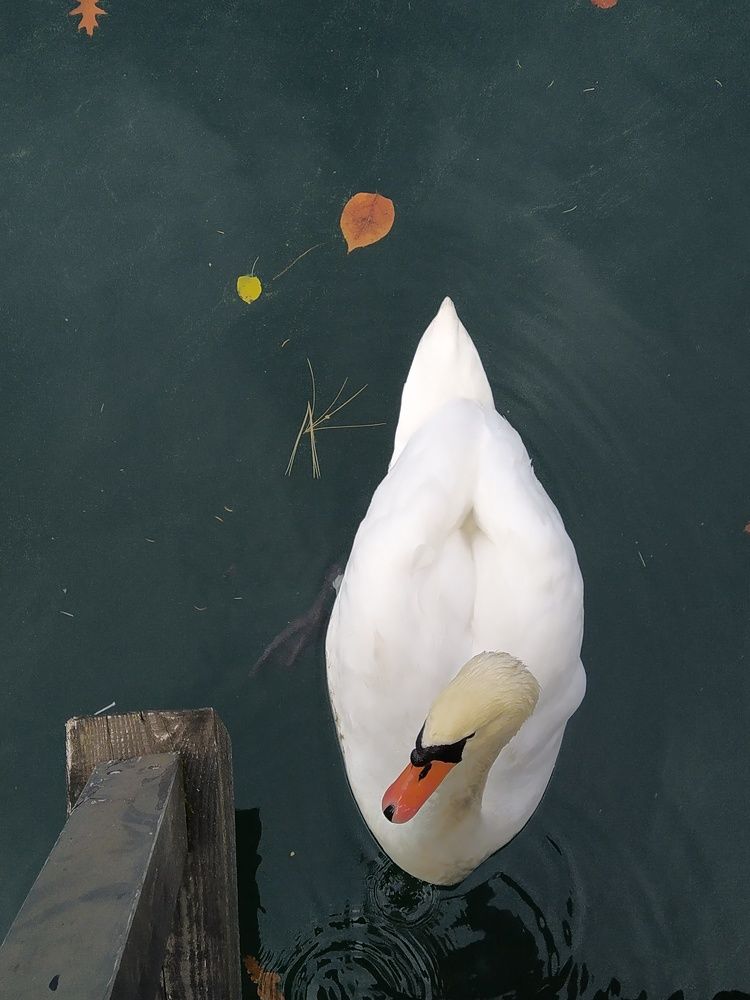 Фотография автора Inna Osminina