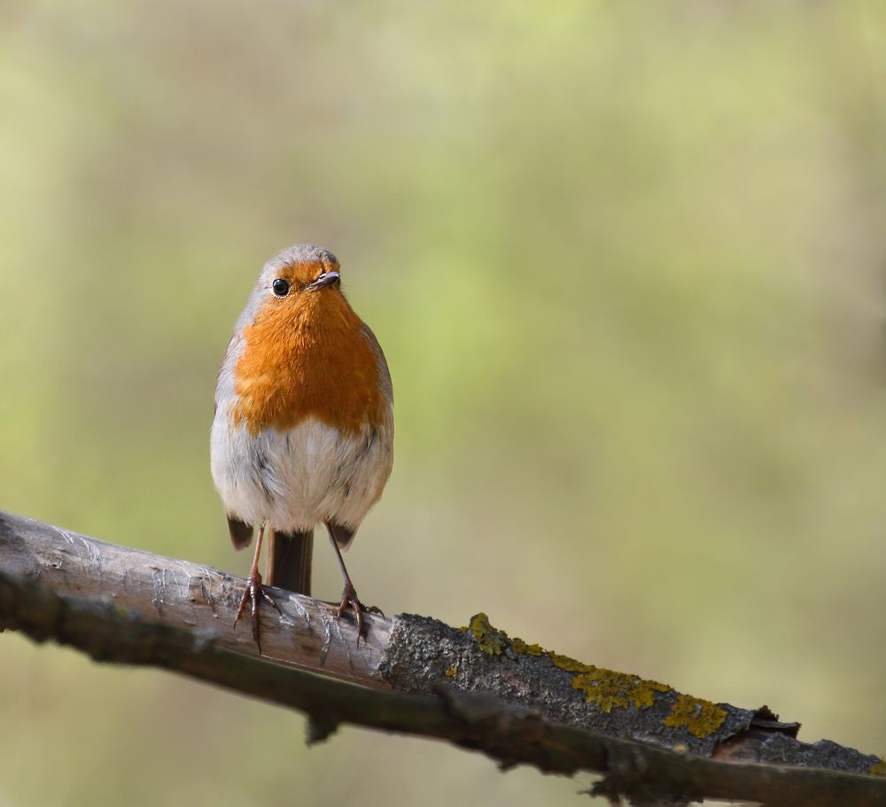 Photograph by Акулов Александр