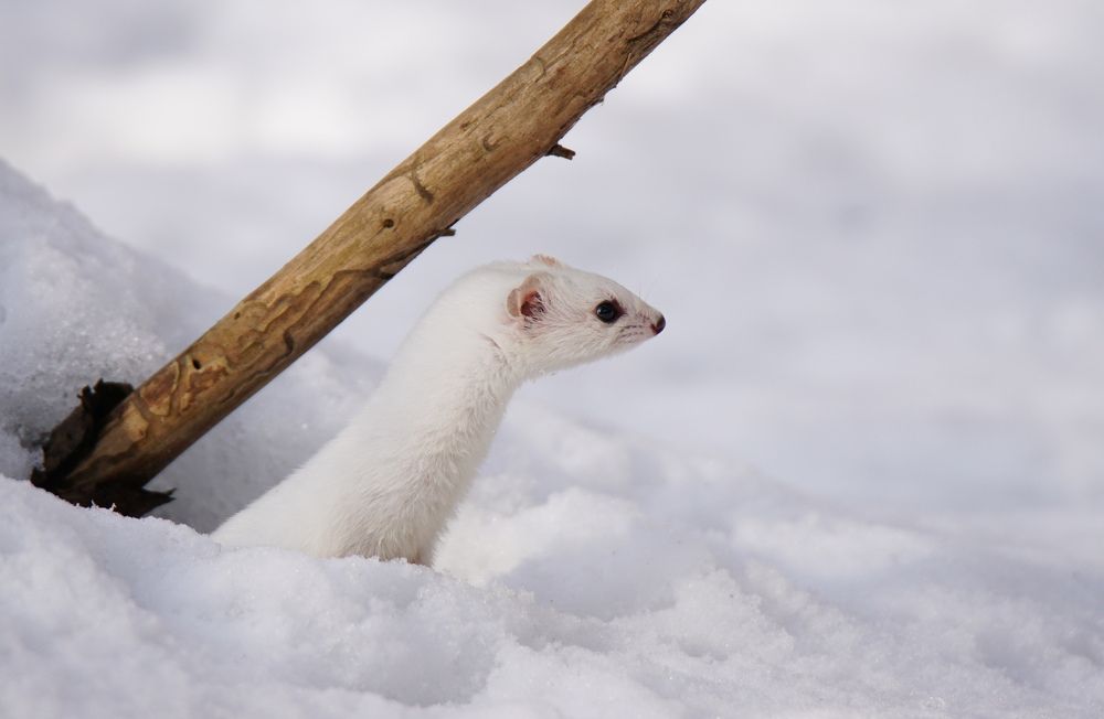 Photograph by Пётр Калачев