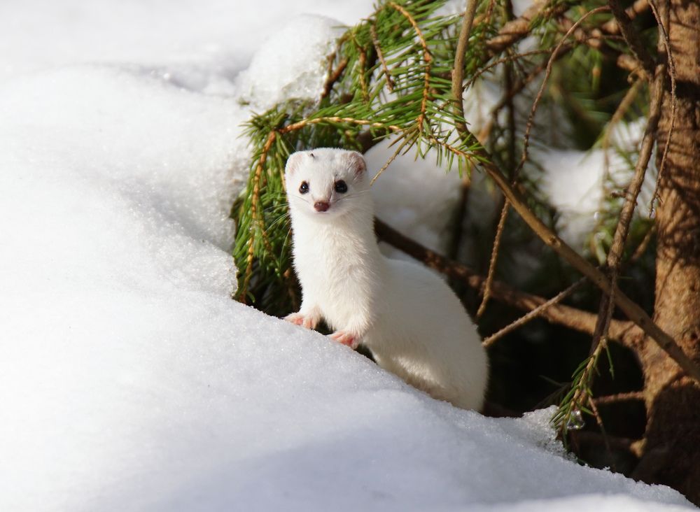 Photograph by Пётр Калачев