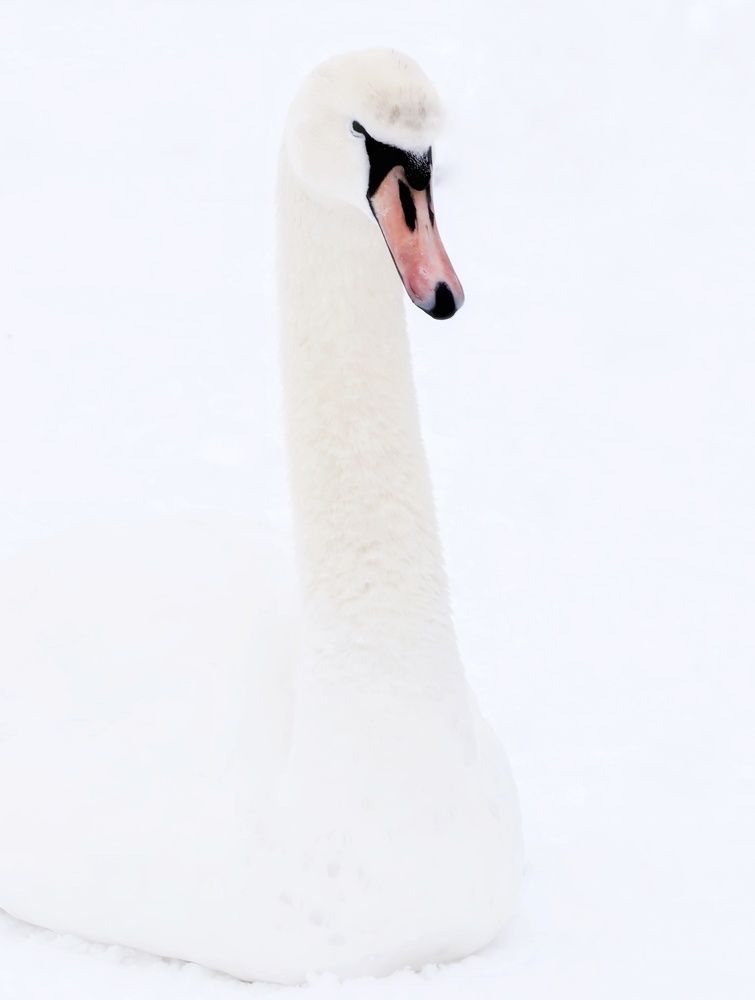 Photograph by Olga Asson