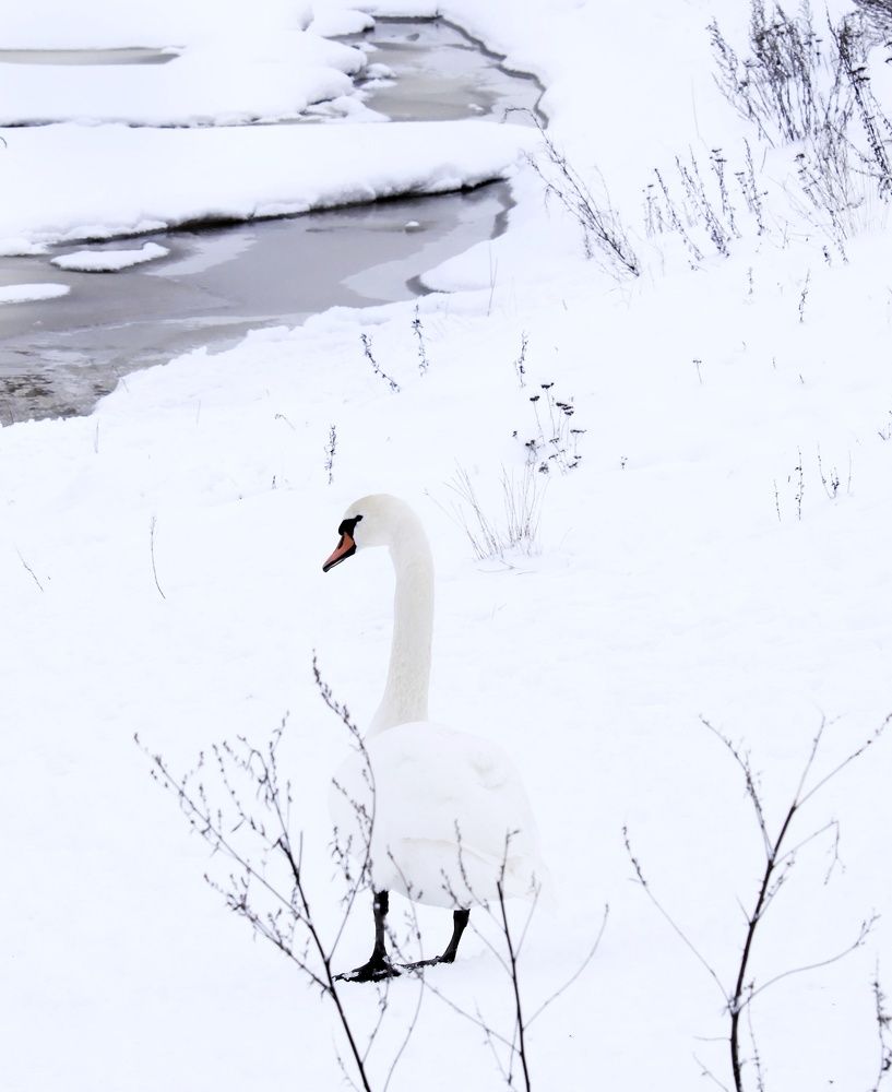 Photograph by Olga Asson