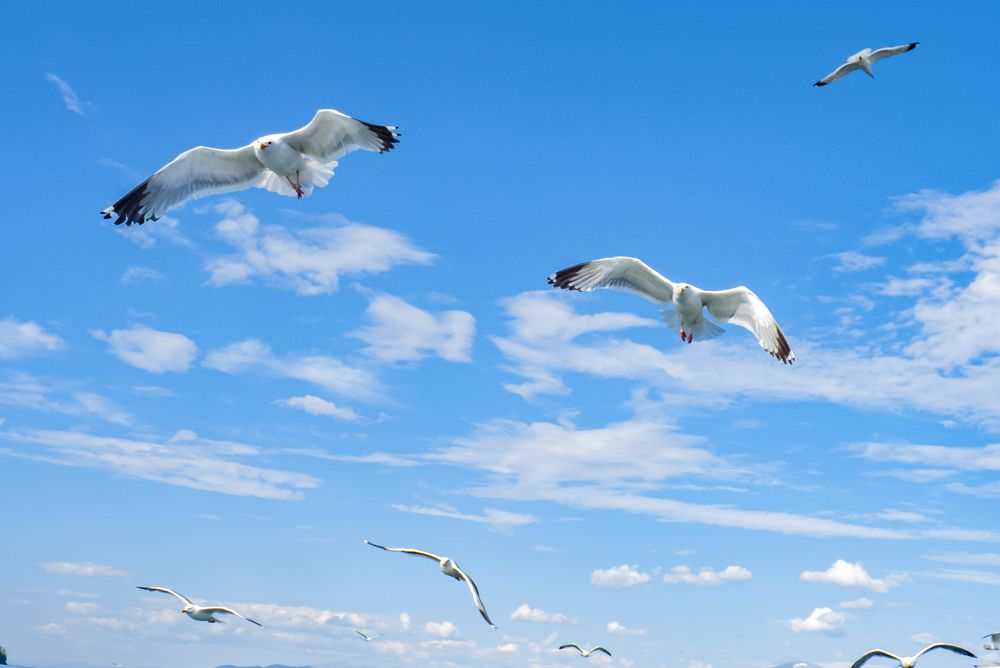 Photograph by Ирина Петракович