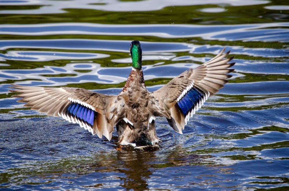 Photograph by Любовь Бусова