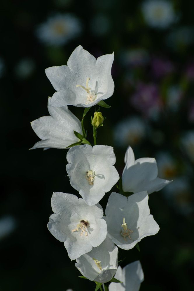 Photograph by Вадим Басов