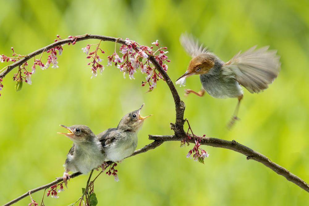 Photograph by TRAN HAI DUONG