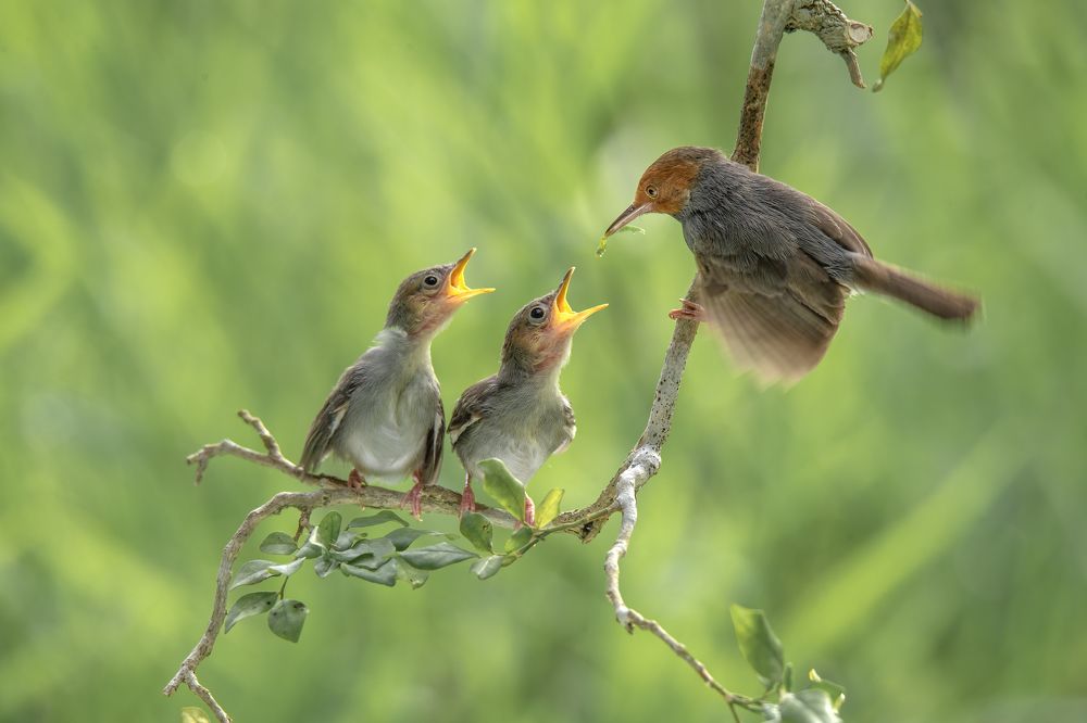 Photograph by TRAN HAI DUONG