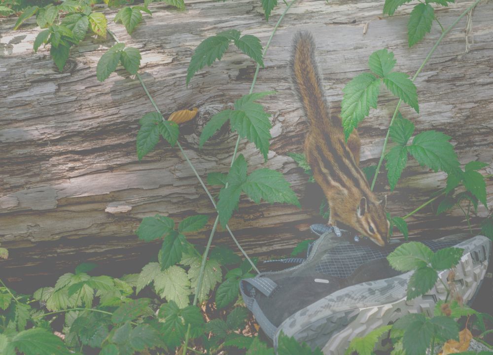 Фотография автора Mykhailo Drozdov