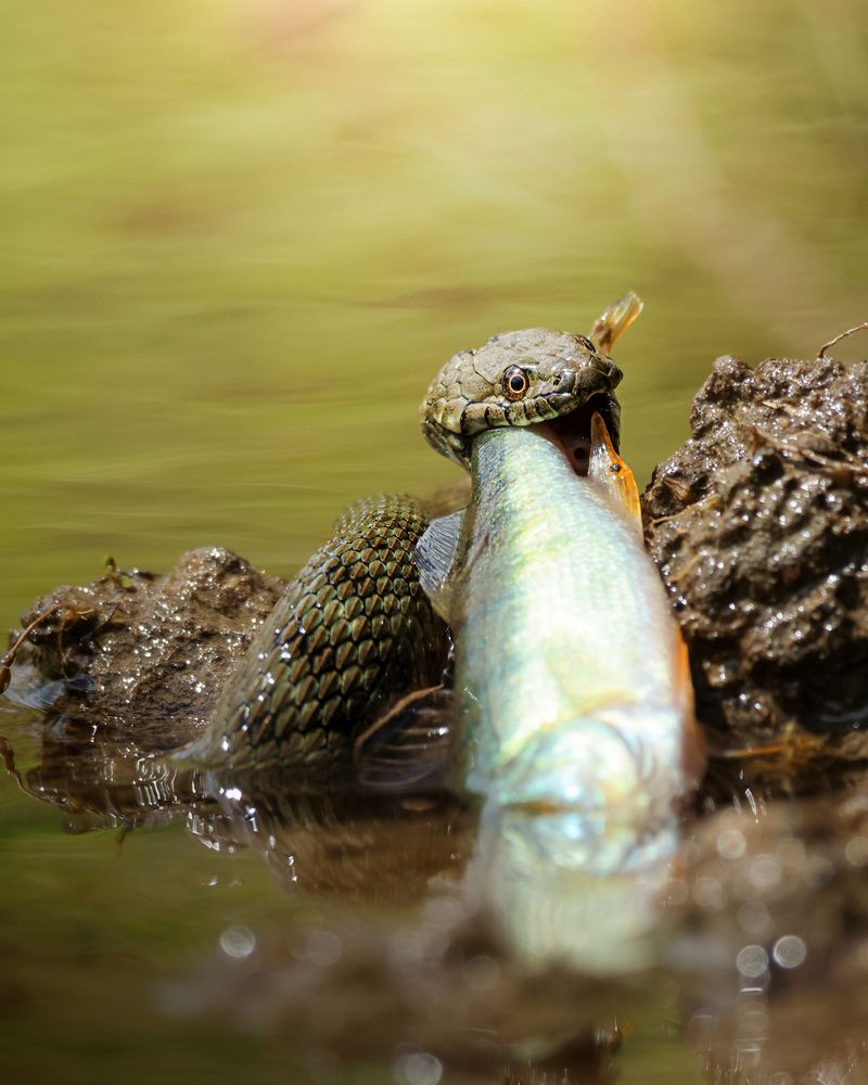 Photograph by Mihai Deaconescu