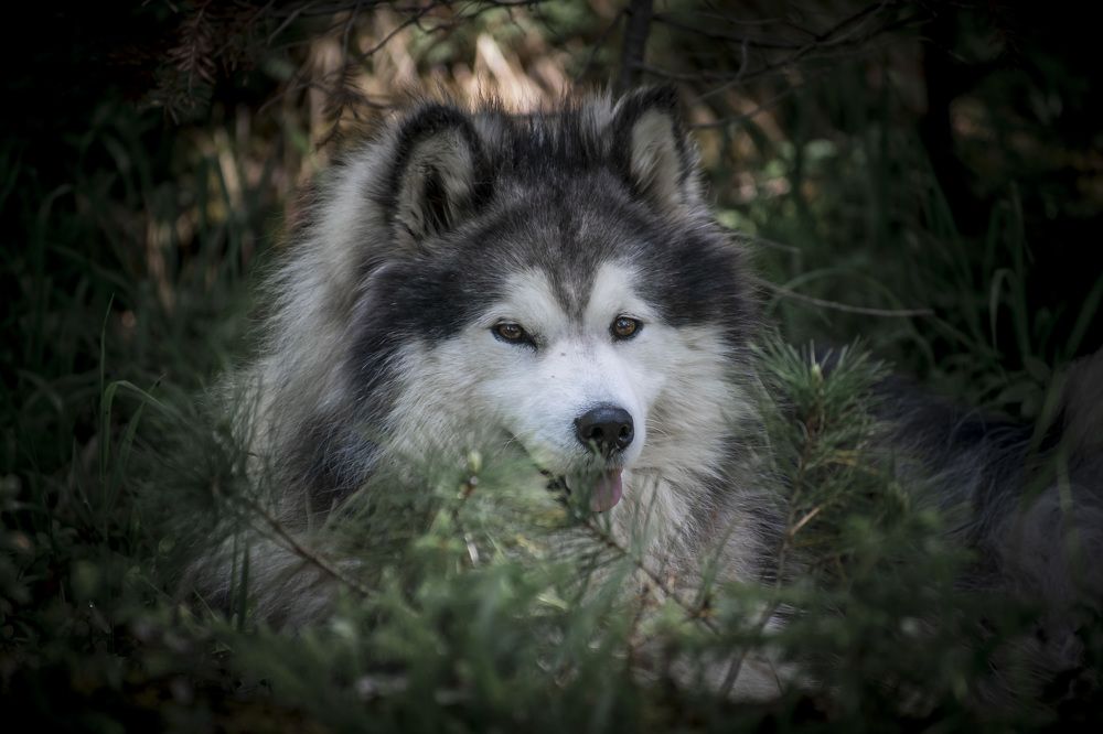 Photograph by Irina Luidinshina