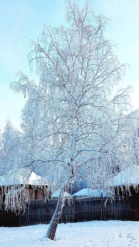 Белая берёза