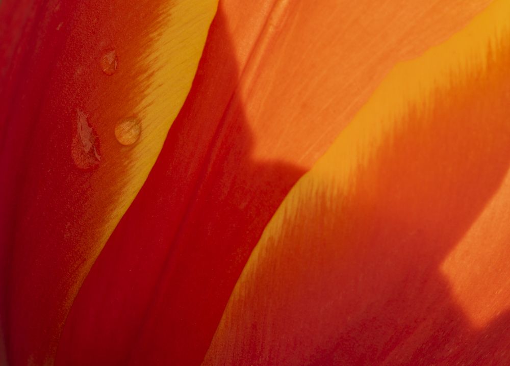 Tulip detail