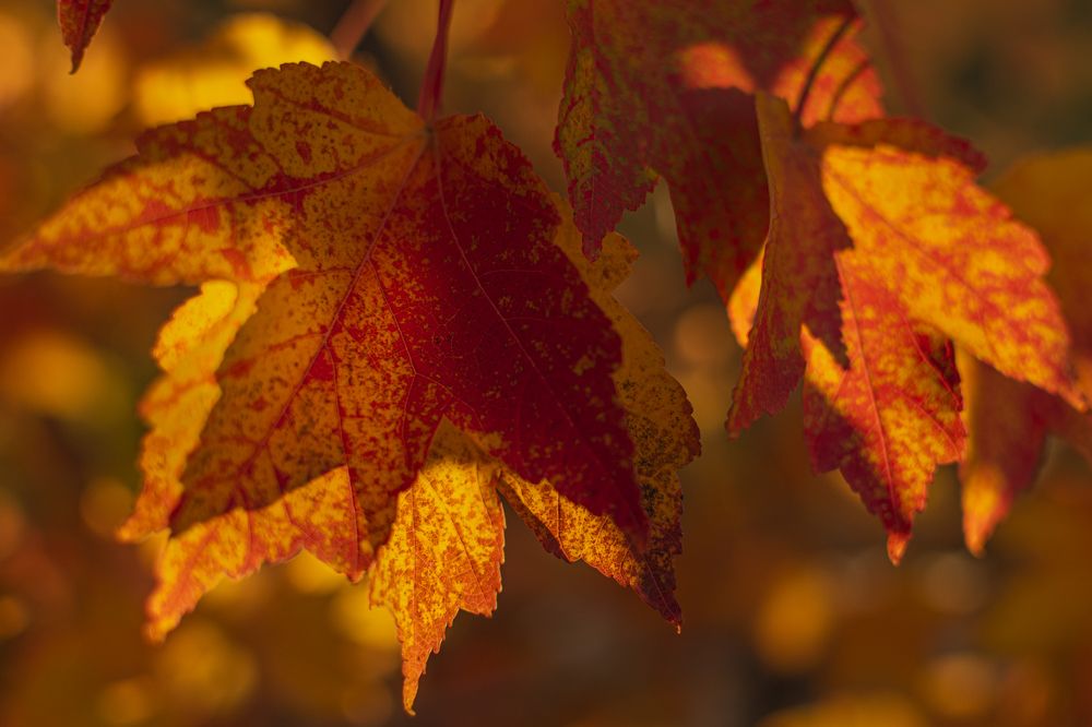 Acer Rubrum October Glory